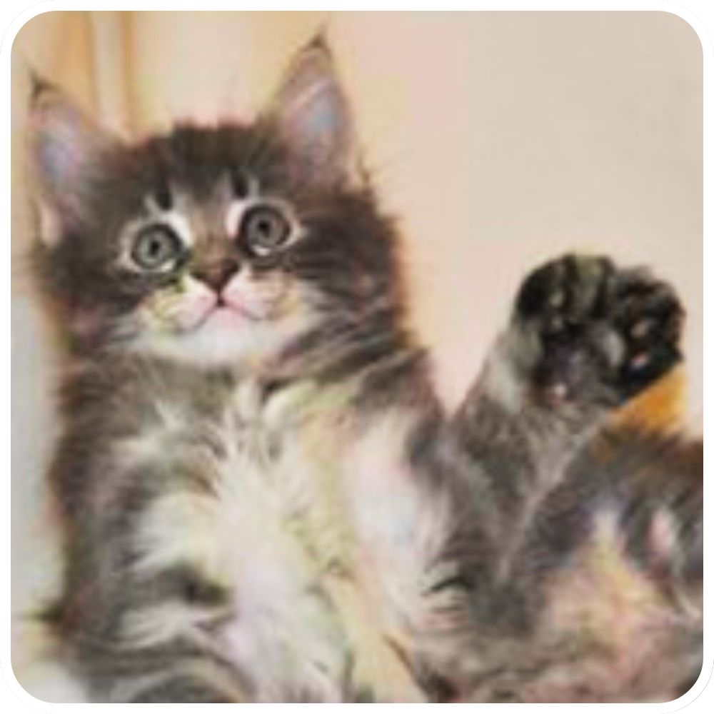 polydactyl maine coon kitten holding up his paw