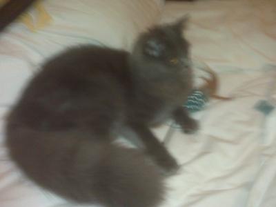Bree pookie gray cat