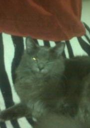 pookie