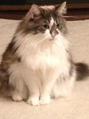 Pooky