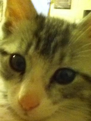 Pooky