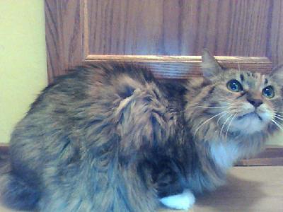 Pebbles