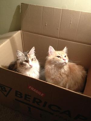 Poppy and Alfie two purebred maine coons in a box together.