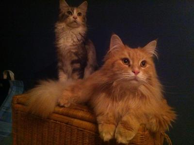two purebred maine coon cats sitting together and posing.