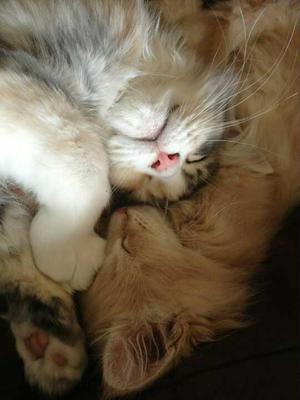 Poppy and Alfie Having a Cuddle cute sleeping purebred coonie