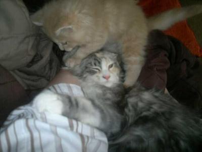 Poppy and Alfie two young maine coons cuddling.