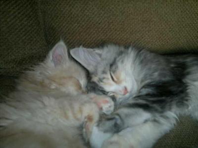 Poppy and Alfie two young maine coons cuddling.