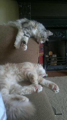 Poppy and Alfie two lazy maine coons flopped and hanging off a couch.