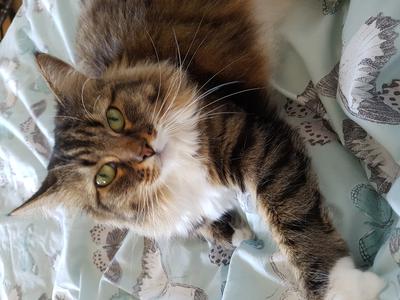 porcha the brown and white kitty porcha the brown and white kitty