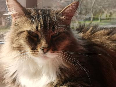 brown tabby and white kitty.