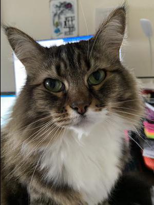 pretty brown and white cat.