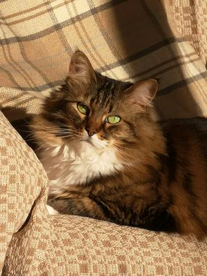 tabby with white cat sitting in the sunshine.