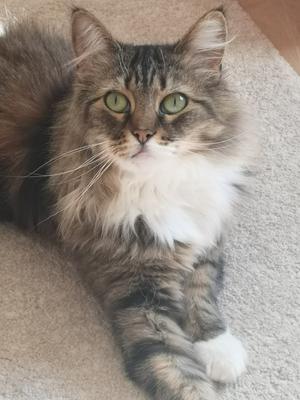 tabby with white cat looking up.