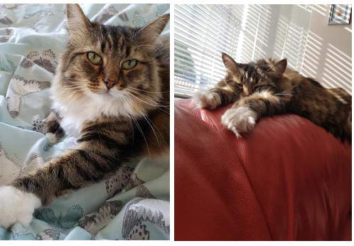 two photos of porcha the brown tabby and white maine coon girl.