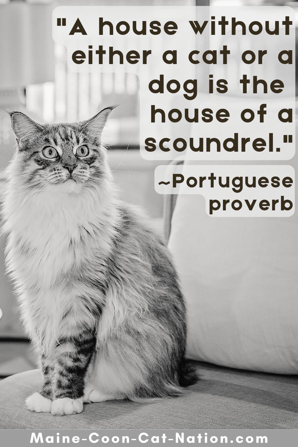 "A house without either a cat or a dog is the house of a scoundrel" - Portuguese Proverb