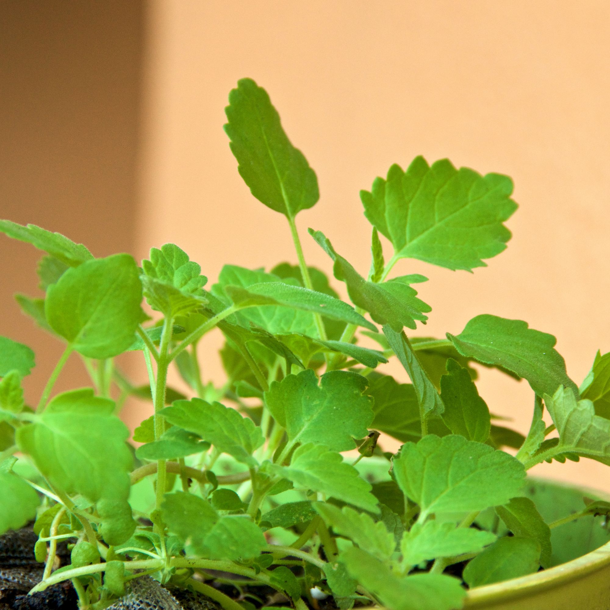 potted catnip