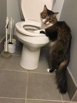 tabby and white cat climbing on toilet.