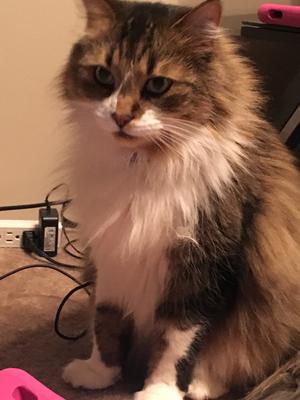 brown tiger and white maine coon cat.
