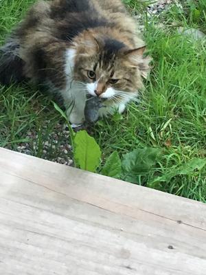 fluffy white and brown cat walking through grass.