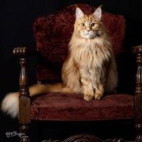 Shere Khan purebred male maine coon cat