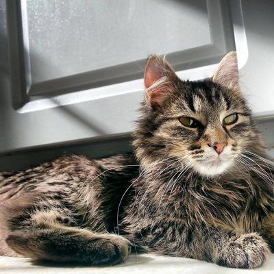 Lucy presley tiger cat