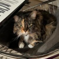 Khloe pretty calico coonie