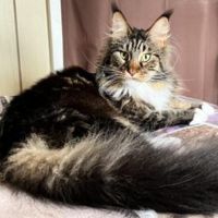 Violet pretty female brown white