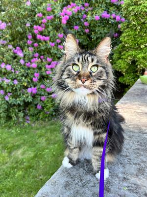 pretty female maine coon cat outside wearing a leash and harness