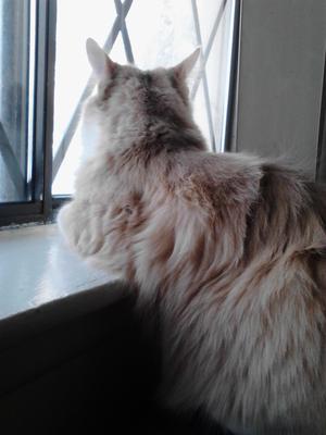 Prince