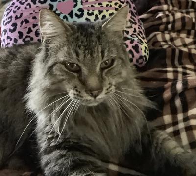 Ariel brown tabby maine coon girl closeup.