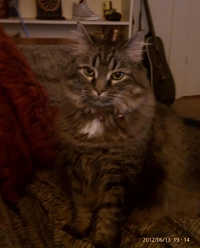 fluffy brown tabby female cat sitting
