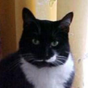 Puddy black and white tuxedo kitty