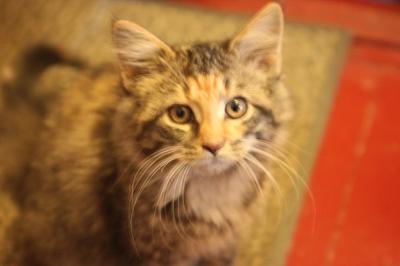 cute tabby kitten looking up.