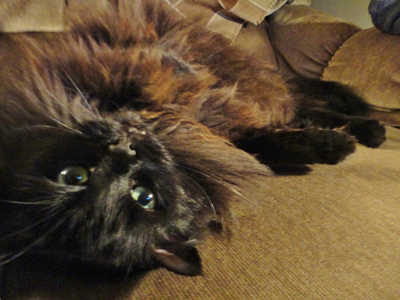 fluffy dark cat laying upside down