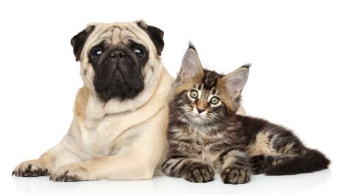 pug and maine coon kitten