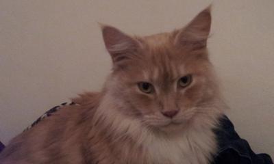 Pumpkin
