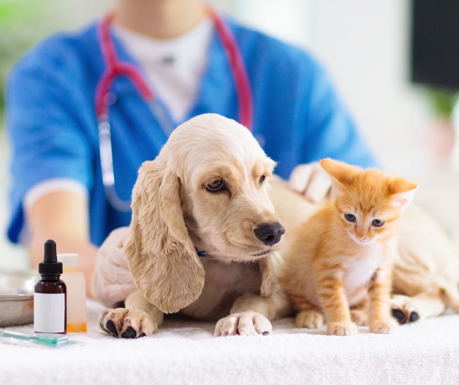 At the Vet puppy and kitten at veterinarian