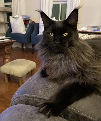 Cyrus solid black male maine coon cat lounging on a couch.