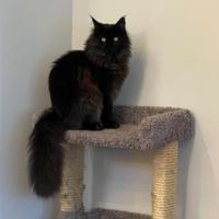 Cyrus pure black maine coon