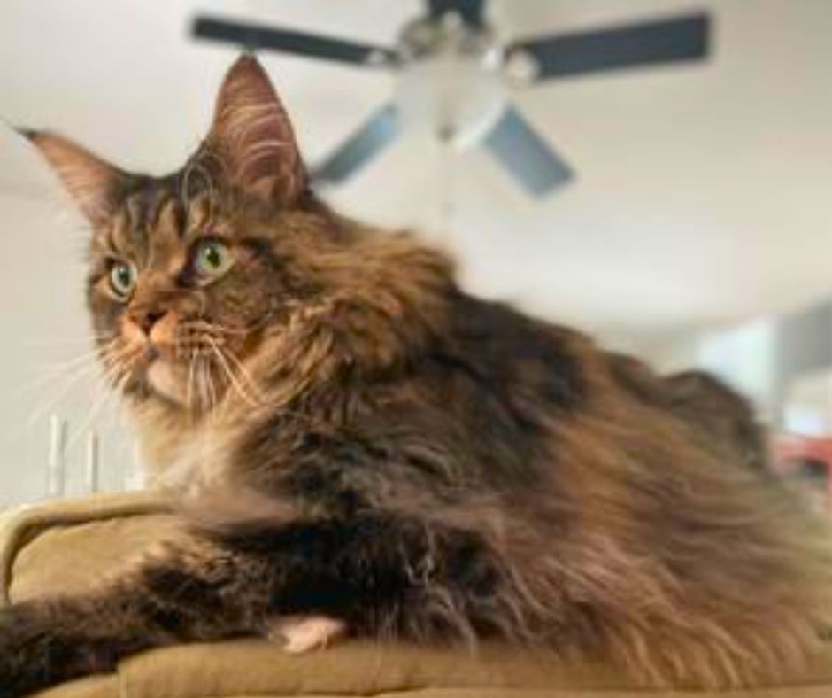 Artemis handsome purebred brown maine coon artemis