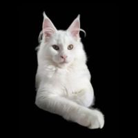 Mutzzie purebred white maine coon