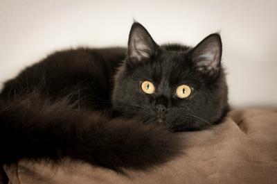 Princess Purr