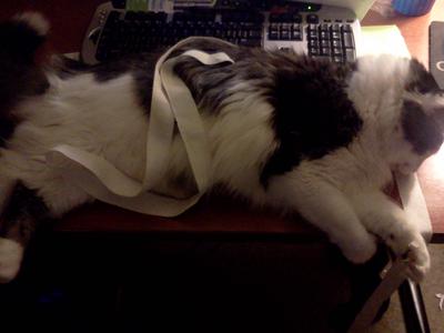 Purrlin