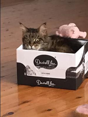 Puss pretty brown tabby maine coon cat in a box.