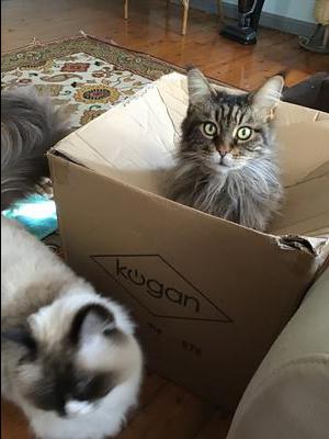 Puss brown maine coon sitting in box.