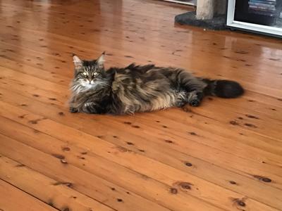 purebred brown maine coon cat laying on knotty pine floor