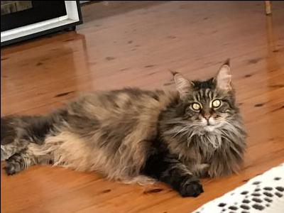 Puss purebred female maine coon posing on wood floor.