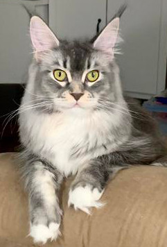 PG is so pretty with her green eyes pretty silver and white maine ooon with tufted white paws