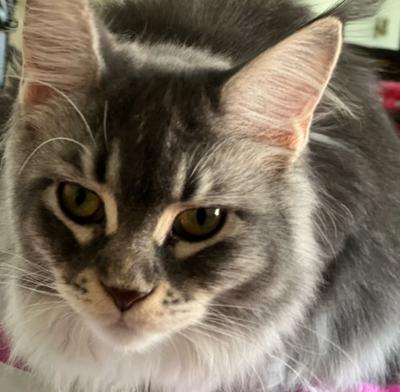 closeup of silver maine coon tabby face