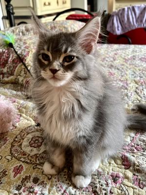 adorable fluffy young silver tabby maine coon kitten.